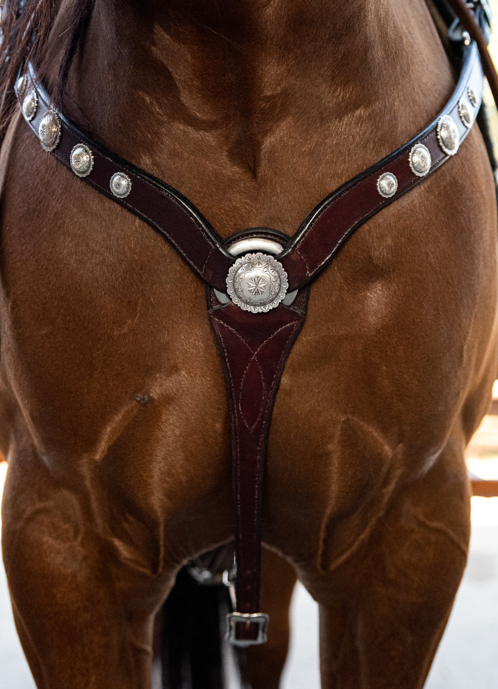 STRAIGHT BORDEAUX BREAST COLLAR WITH PICO CONCHOS